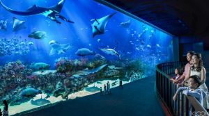 SEA Aquarium Singapore, tour singapore, wisata singapore