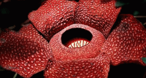 Tips Nikmati Keunikan Bunga Rafflesia Arnoldi