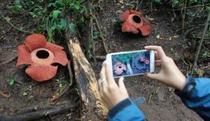 Tips Nikmati Keunikan Bunga Rafflesia Arnoldi