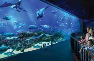 Sea Aquarium Singapore, tour singapore, wisata ke singapore